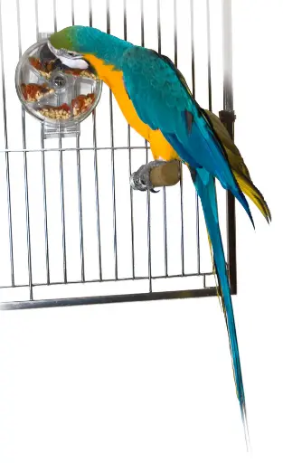 Caitec 覓食風輪